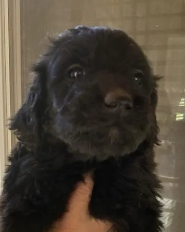 A baby large-sized female Black Golden Retriever dog named Luna for adoption in Cerritos, CA