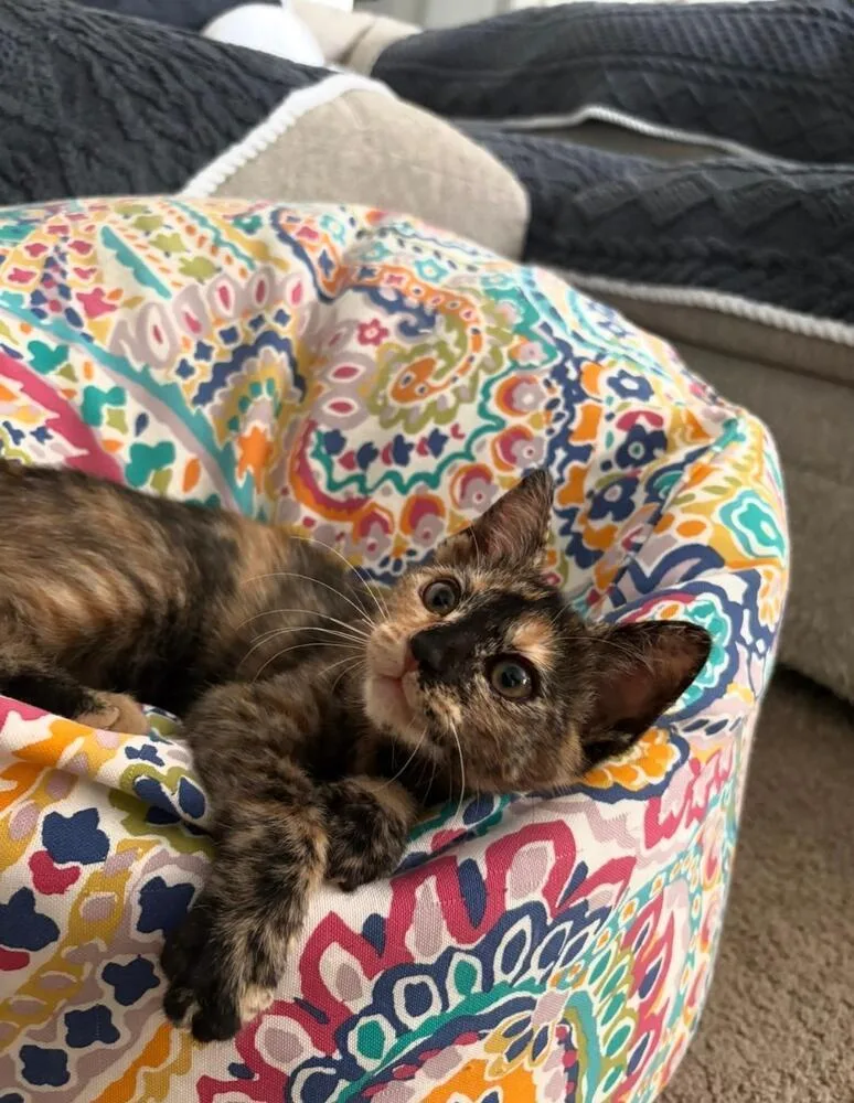 A baby medium-sized female Domestic Short Hair cat named Bean for adoption in Oceanside, CA