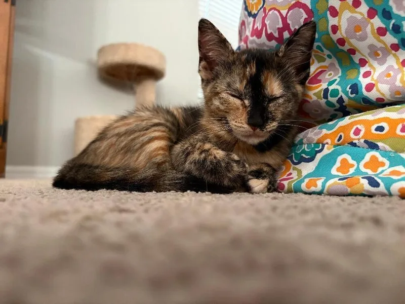 Bean thumbnail 2