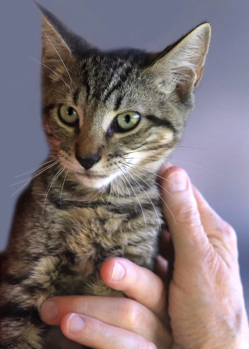 A baby medium-sized female Domestic Short Hair cat named Maryann for adoption in North Fort Myers, FL