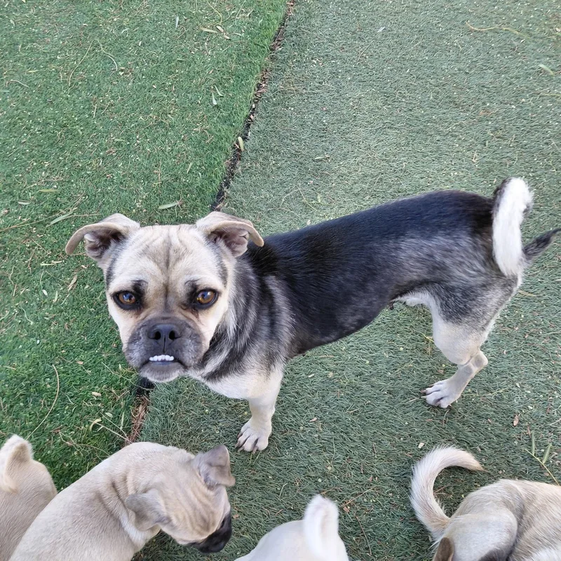 A young small-sized female Black Pug dog named Sadie for adoption in Agua Dulce, CA