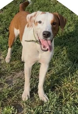 An adult medium-sized male Brown / Chocolate Australian Cattle Dog / Blue Heeler dog named Ty for adoption in Chillicothe, MO