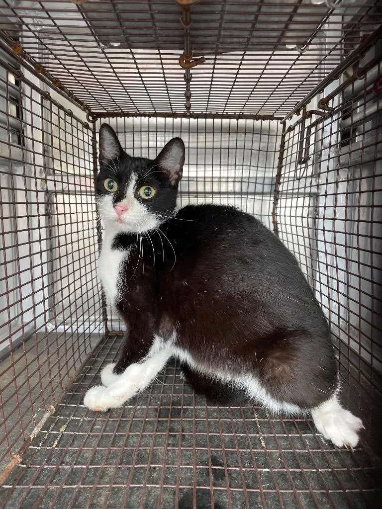 A young medium-sized female Domestic Short Hair cat named Gato for adoption in New Braunfels, TX