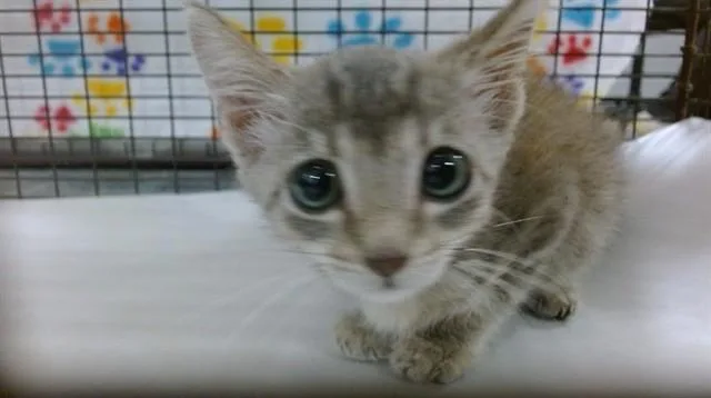 A baby small-sized female Domestic Short Hair cat named Suzy for adoption in Miami, FL