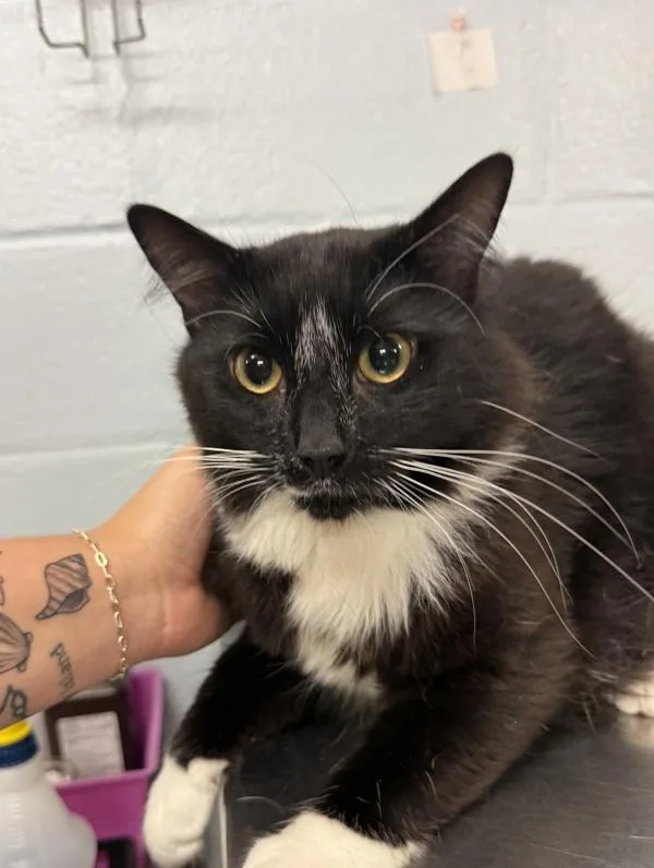 Sylvester
