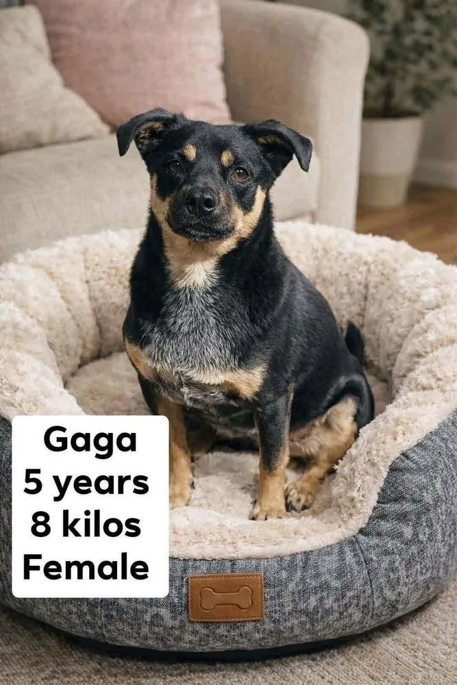 Gaga