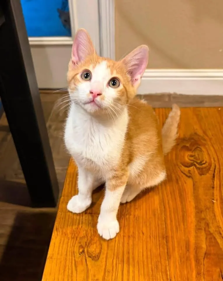 A baby medium-sized male Domestic Short Hair cat named Jinx for adoption in Weatherford, TX