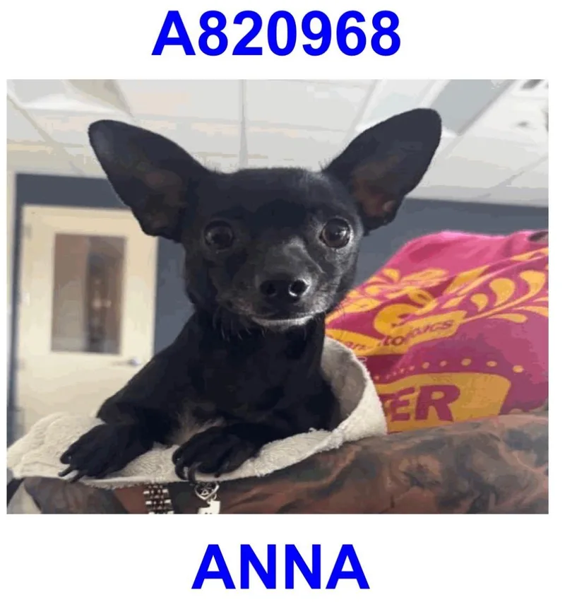 A young small-sized female Chihuahua dog named Ana for adoption in Boston, MA