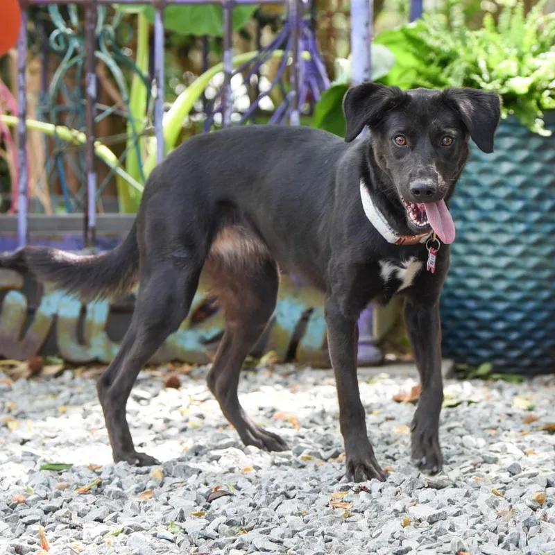 A young medium-sized female Black Labrador Retriever dog named Sadie for adoption in Wake Forest, NC