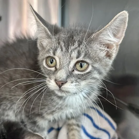 A baby small-sized male Gray / Blue / Silver Domestic Short Hair cat named Kimi Finster for adoption in Matteson, IL