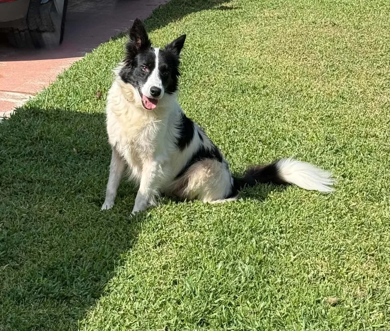 An adult large-sized male Border Collie dog named Ace Border Collie for adoption in Bradenton, FL