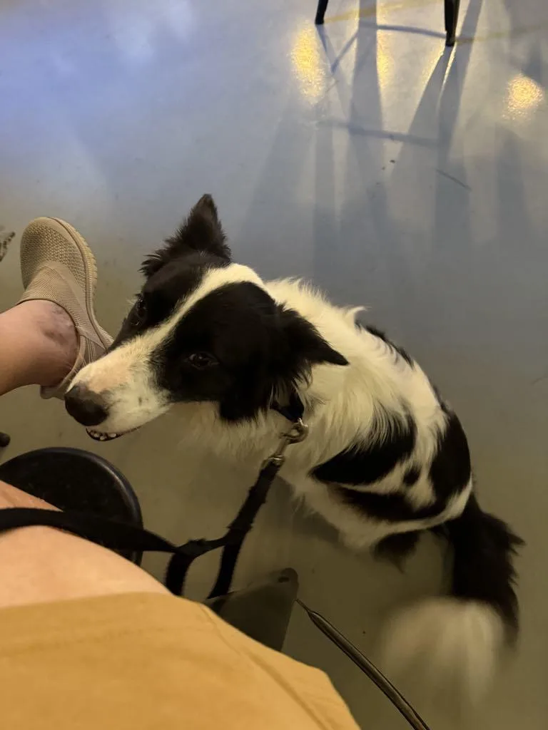 Ace Border Collie thumbnail 2