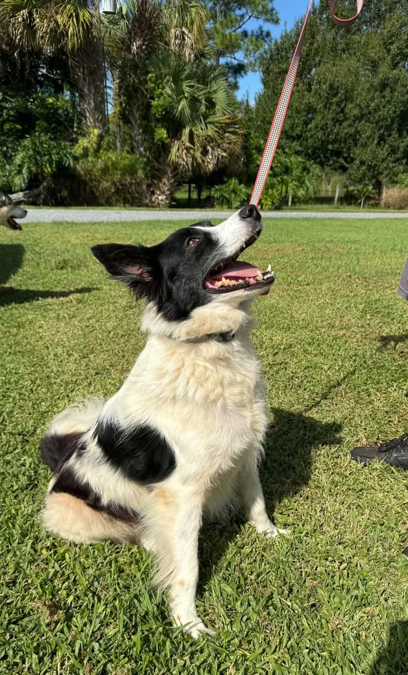 Ace Border Collie thumbnail 3