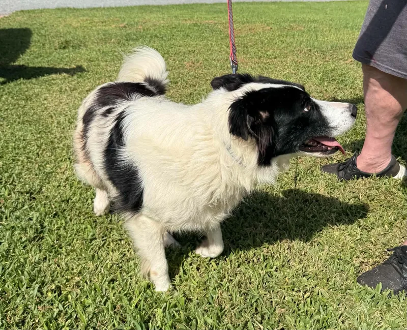 Ace Border Collie thumbnail 4