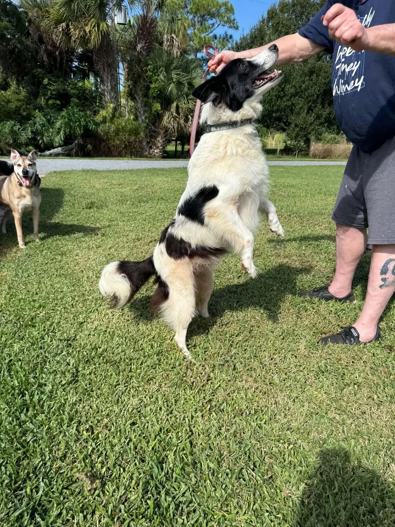 Ace Border Collie thumbnail 5