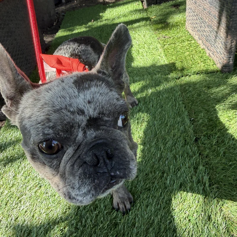 An adult small-sized female French Bulldog dog named Katrina for adoption in Louise, TX