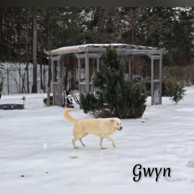 Gwyn thumbnail 3