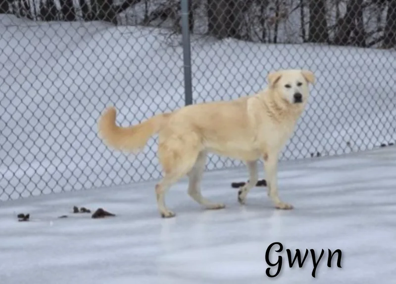 Gwyn thumbnail 6