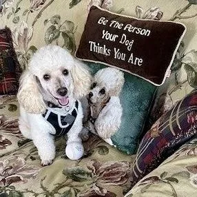 An adult small-sized male Yellow / Tan / Blond / Fawn Miniature Poodle dog named Asta for adoption in Broken Arrow, OK