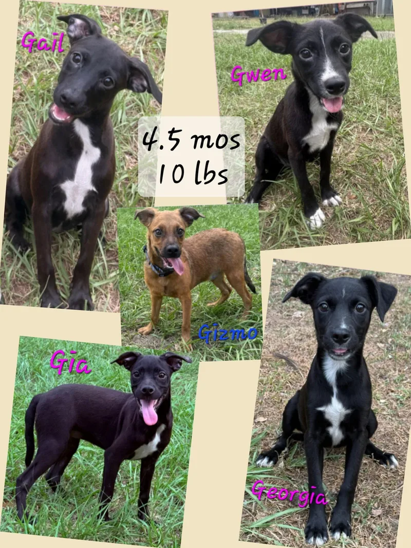 A young small-sized female Whippet dog named Gwen for adoption in Virginia Beach, VA