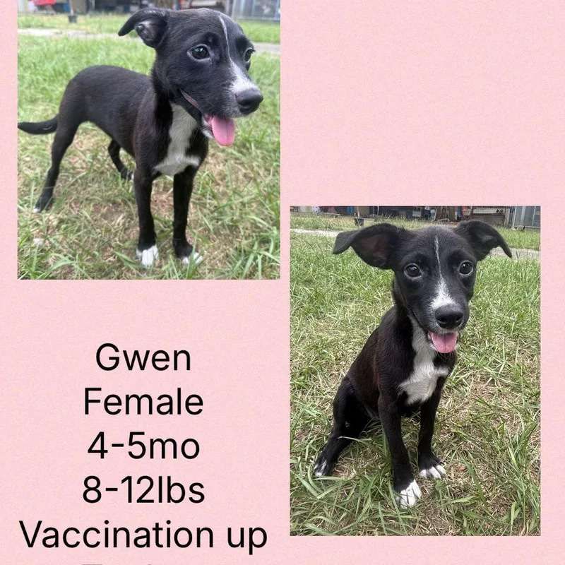 Gwen thumbnail 2