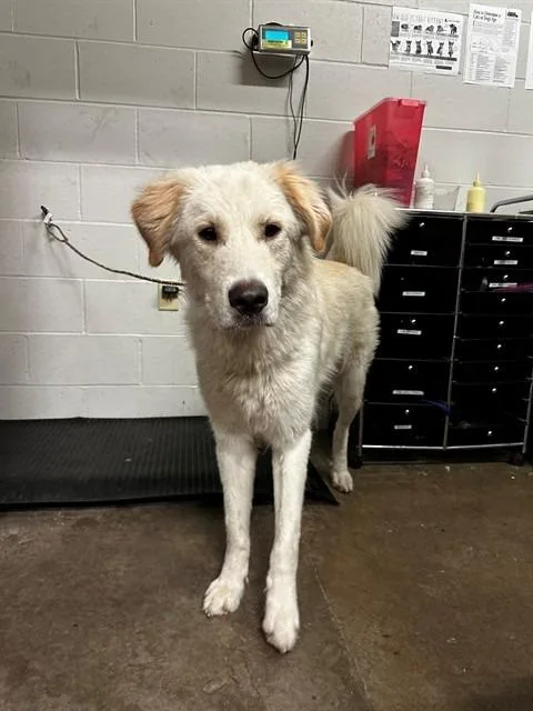 A young large-sized male Great Pyrenees dog named Grizzlie for adoption in Columbia, IL