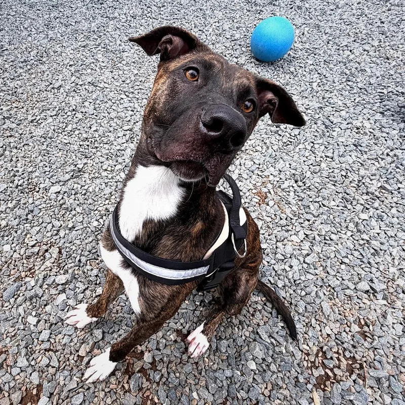 A young large-sized male Brindle Mixed Breed dog named Mr. Bear for adoption in Charleston, WV