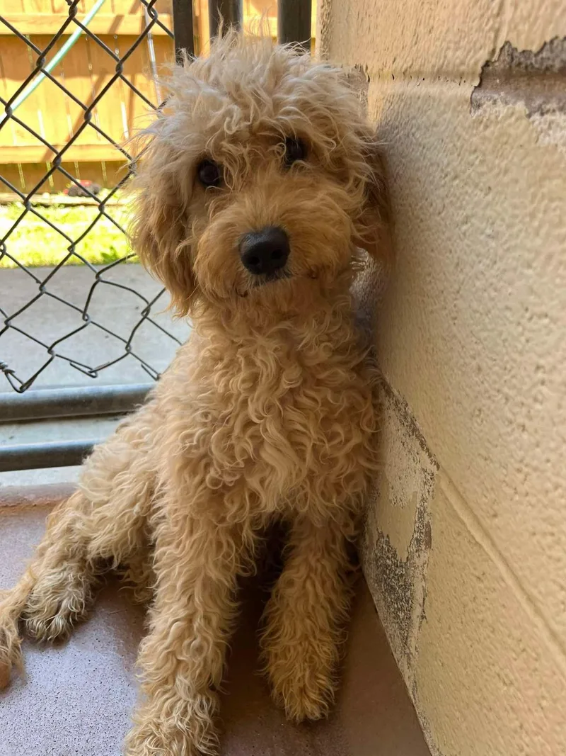 A young medium-sized female Poodle dog named Coco for adoption in Front Royal, VA