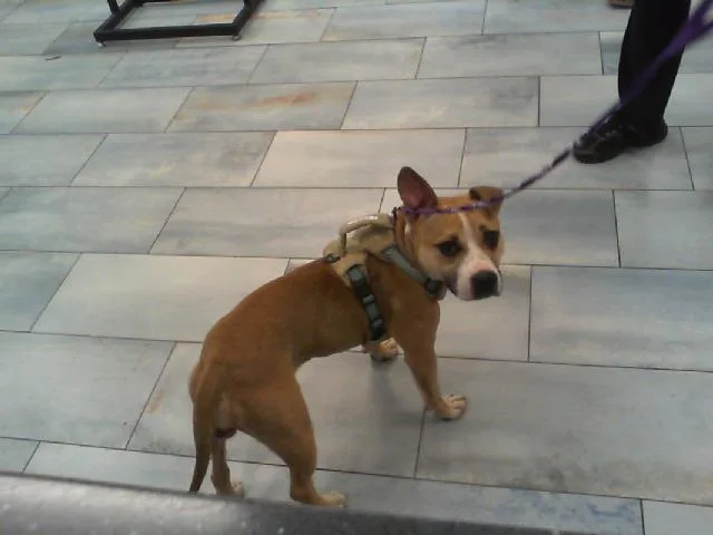 A young medium-sized female Pit Bull Terrier dog named Picme for adoption in Charlotte, NC