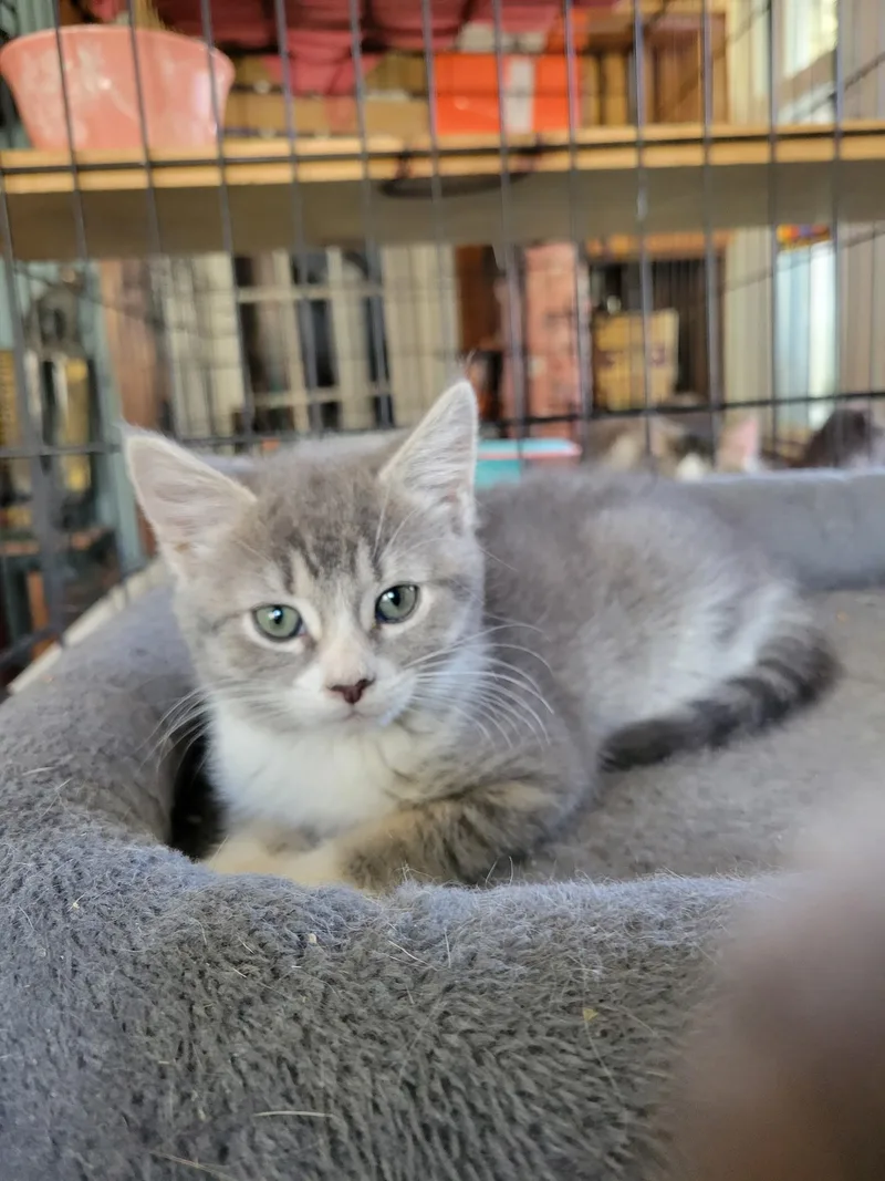 A baby small-sized male Tabby (Gray / Blue / Silver) Domestic Short Hair cat named Bobby  Tobo & for adoption in Canton, MA