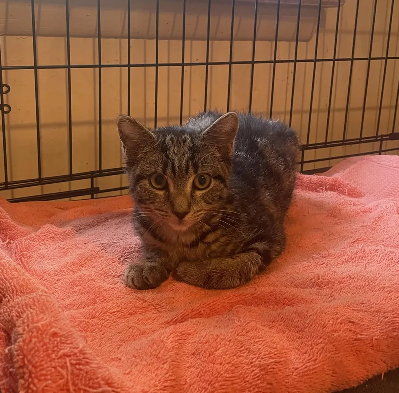 A baby small-sized female Domestic Short Hair cat named Tianna for adoption in Troy, NY