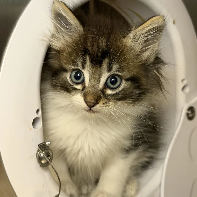 A baby small-sized male Domestic Short Hair cat named Quahog for adoption in Los Angeles, CA