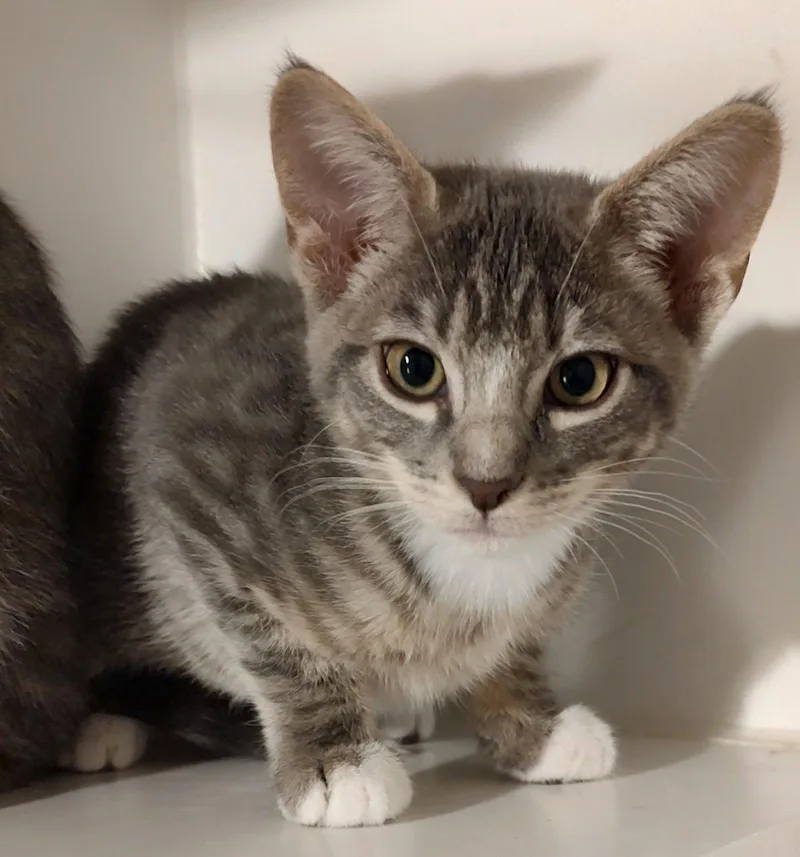 A young medium-sized female Domestic Short Hair cat named Azriel for adoption in Phoenix, AZ