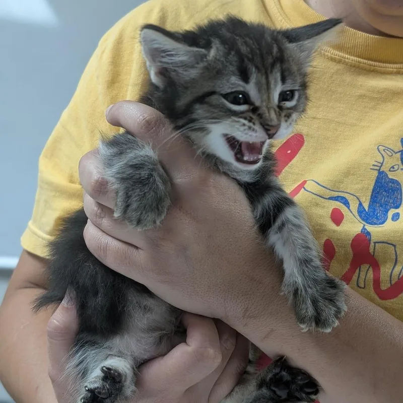 A baby small-sized female Domestic Long Hair cat named Stan for adoption in Canton, IL