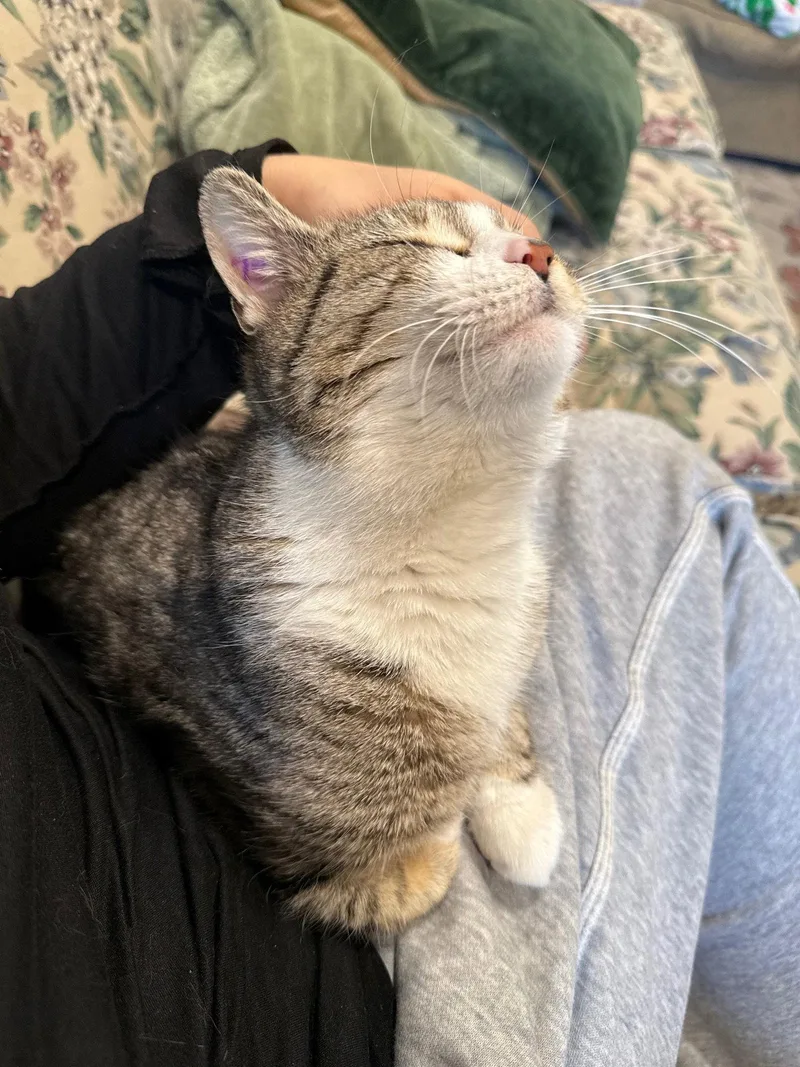 A young medium-sized female Domestic Short Hair cat named Naomi for adoption in Trenton, NJ