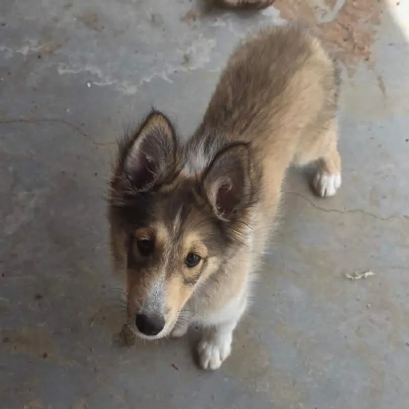 A baby medium-sized male Brindle Shetland Sheepdog / Sheltie dog named Sprite for adoption in Uxbridge, MA