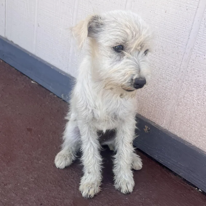 A baby small-sized female White / Cream Miniature Schnauzer dog named Ms. Gorgeous Peach for adoption in Ridgefield, WA