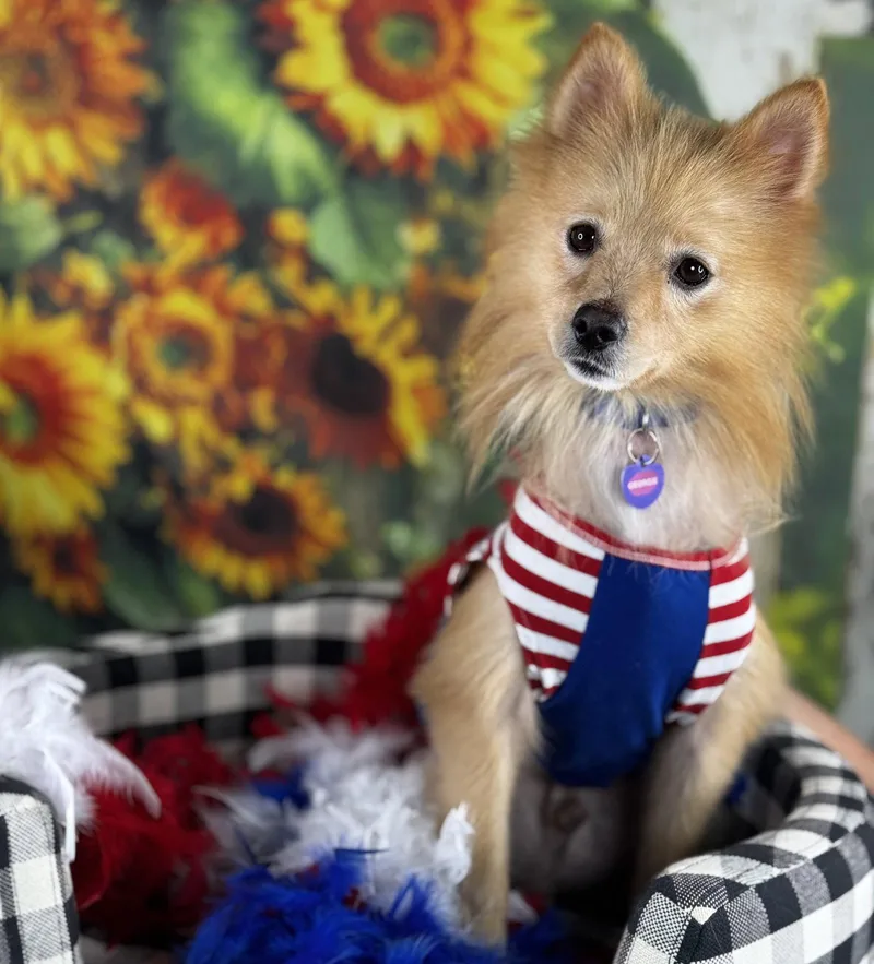 Georgie thumbnail 3