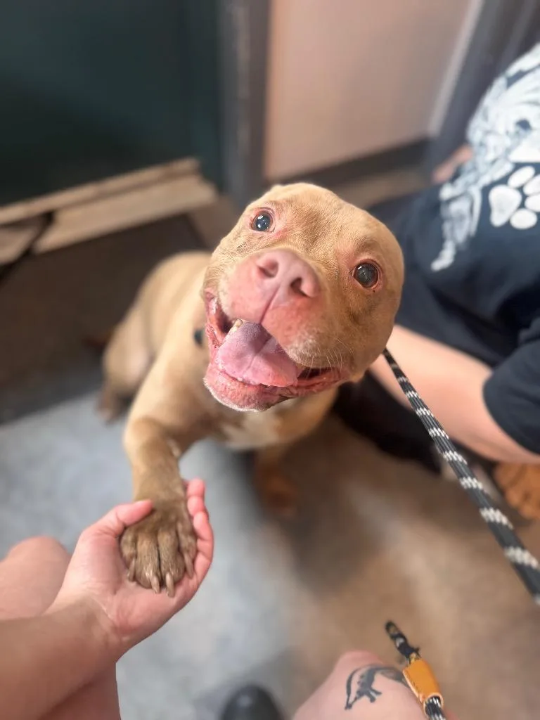 An adult medium-sized male Pit Bull Terrier dog named Slug for adoption in Pottsville, PA