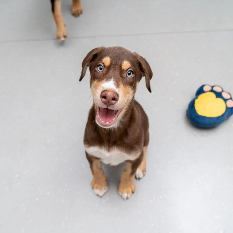 A baby large-sized male Brown / Chocolate Doberman Pinscher dog named Bronze for adoption in New York, NY