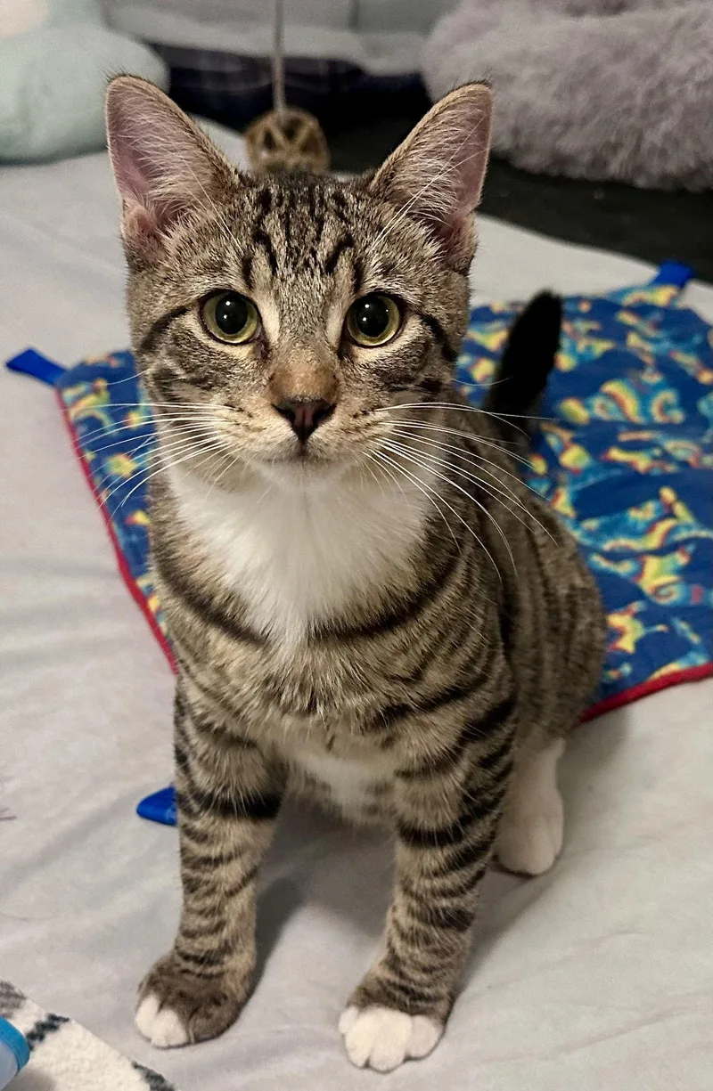 Tabby White Paws thumbnail 2