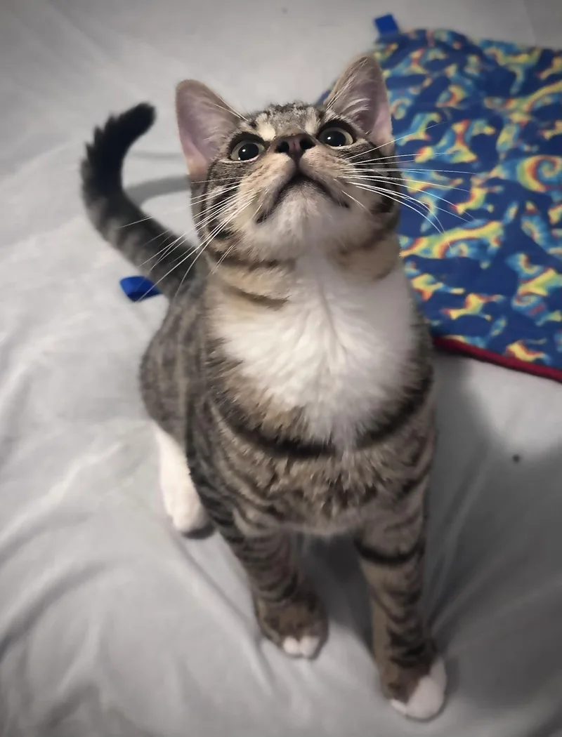 Tabby White Paws thumbnail 3