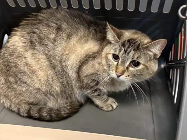 An adult small-sized female Domestic Short Hair cat named If  Jojo for adoption in Lawrenceville, GA