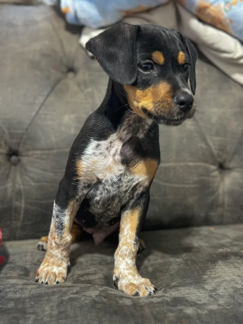 A baby medium-sized male Black Mixed Breed dog named Little Guy for adoption in Charleston , WV