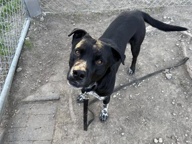 A young large-sized male Labrador Retriever dog named Jughead for adoption in Omaha, NE