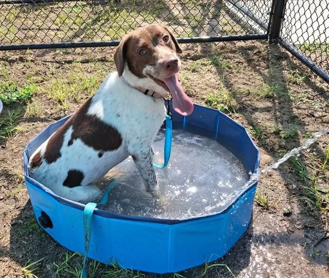 A young medium-sized male Pointer dog named Percy Jackson for adoption in Ocala, FL