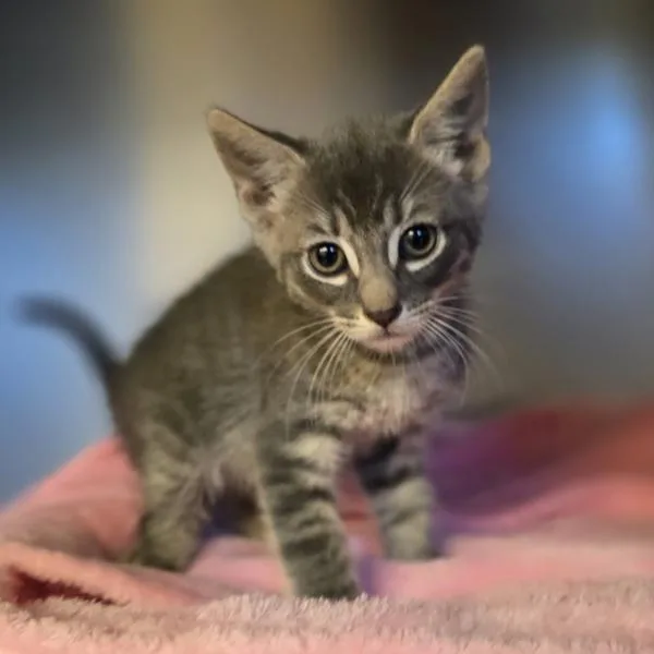 Mojo