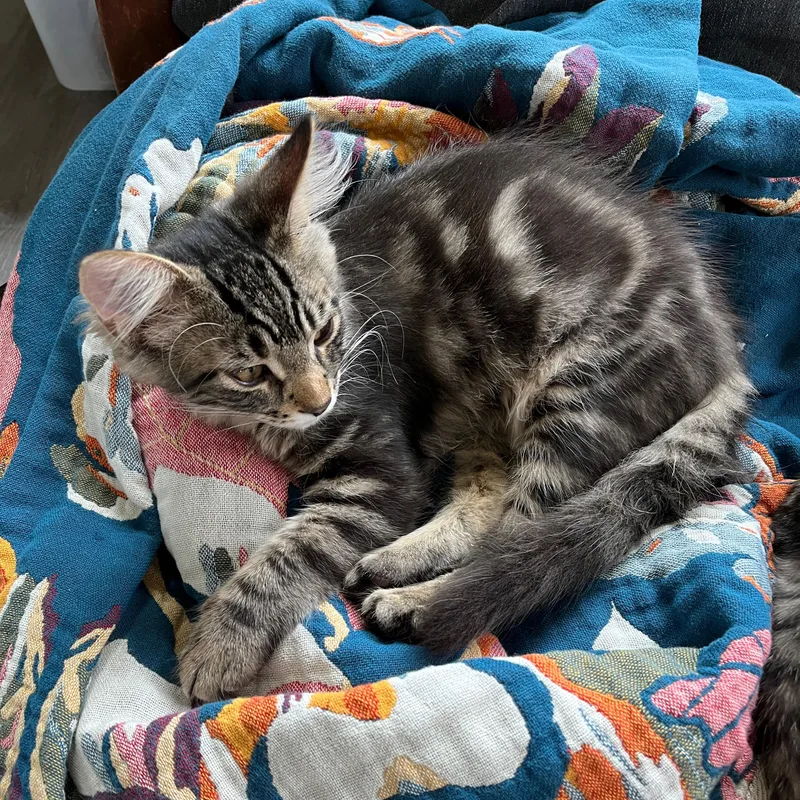 Thor