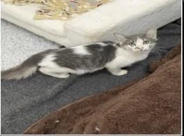 An adult medium-sized male Domestic Medium Hair cat named Zuko for adoption in Largo, FL