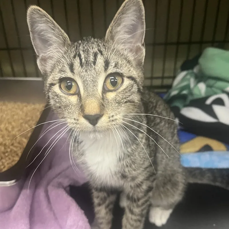 A baby medium-sized male Brown / Chocolate Domestic Short Hair cat named Garvey for adoption in Bismarck, ND